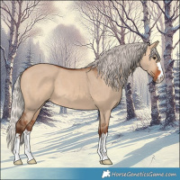Horse Color:Silver Bay Dun 