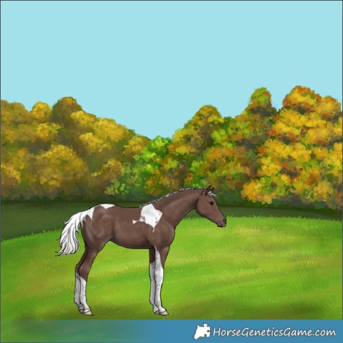 Horse Color:Silver Black Tobiano 