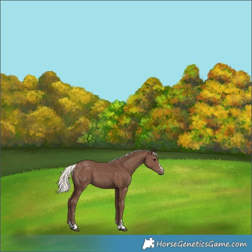 Horse Color:Silver Black 