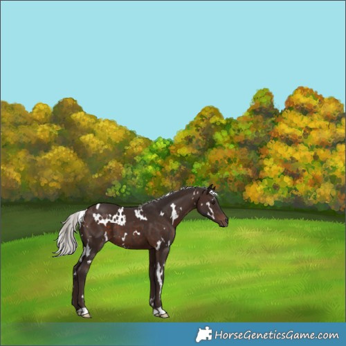 Horse Color:White Spotted Silver Brown 