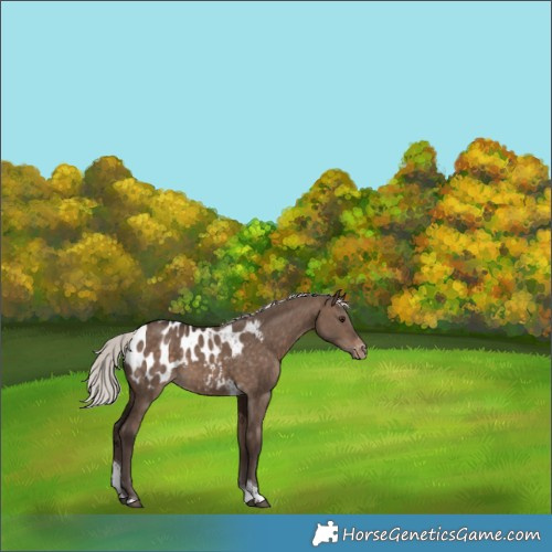 Horse Color:Silver Brown Dun Tobiano Blanket 