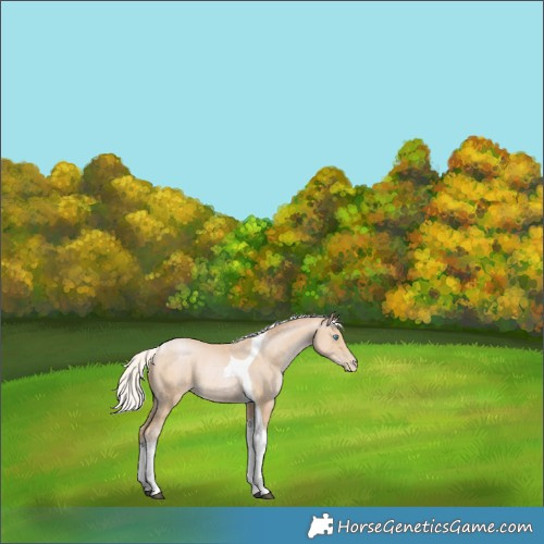 Horse Color:Silver Buckskin Pearl Tobiano 