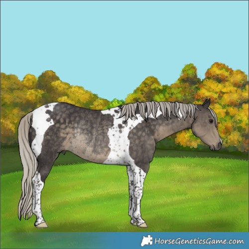 Horse Color:Silver Smoky Black Tobiano Rabicano 