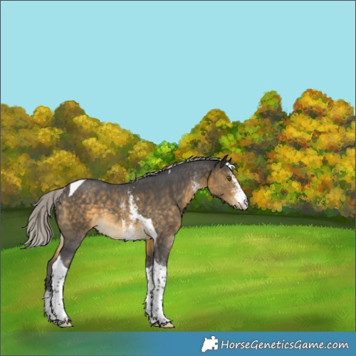 Horse Color:Silver Buckskin Sabino Tobiano Rabicano 