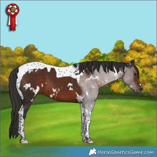 Horse Color:White Spotted Liver Chestnut Tobiano 