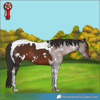 Horse Color:White Spotted Liver Chestnut Tobiano 