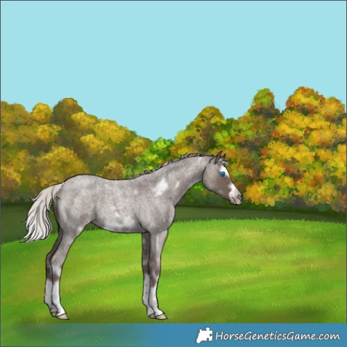 Horse Color:White Spotted Silver Blue Roan Splash Frame Rabicano 