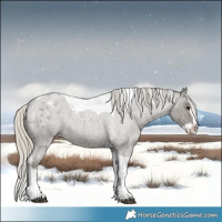 Horse Color:Silver Smoky Blue Roan Splash Tobiano Appaloosa 