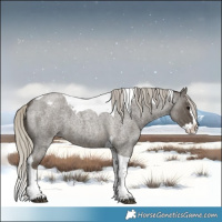 Horse Color:Silver Smoky Blue Roan Splash Tobiano Appaloosa