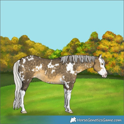 Horse Color:White Spotted Silver Buckskin Dun Splash 