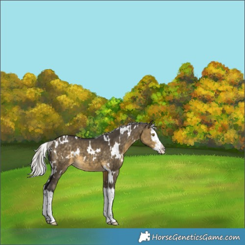Horse Color:White Spotted Silver Buckskin Dun Splash 