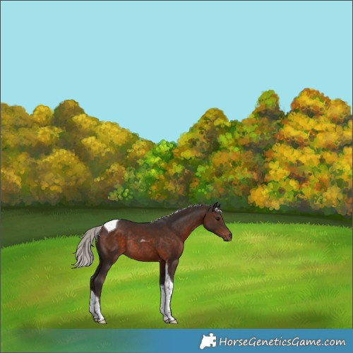Horse Color:Silver Brown Tobiano Rabicano 