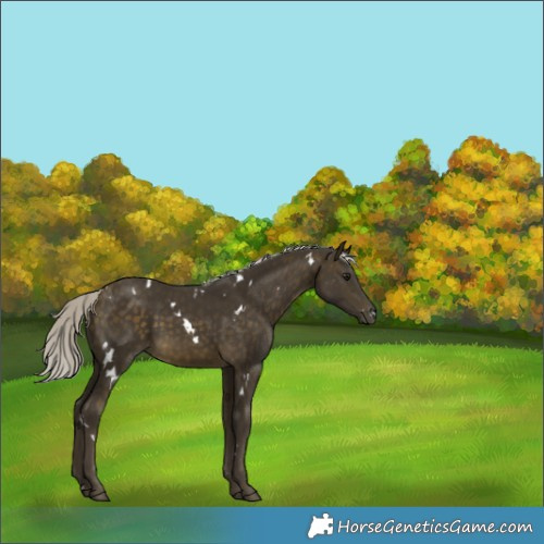 Horse Color:White Spotted Silver Buckskin Rabicano 