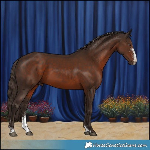 Horse Color:Liver Chestnut Sabino 