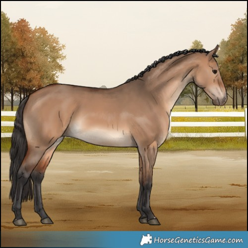 Horse Color:Bay Dun 