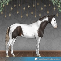 Horse Color:White Spotted Liver Chestnut Splash Tobiano 