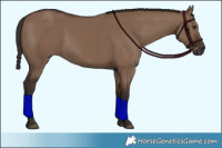 Horse Color:Liver Red Dun Rabicano 