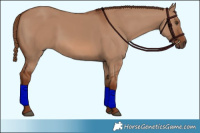 Horse Color:Red Dun Rabicano 