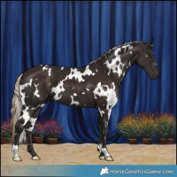 Horse Color:White Spotted Liver Chestnut 