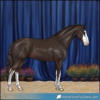 Horse Color:White Spotted Liver Chestnut 