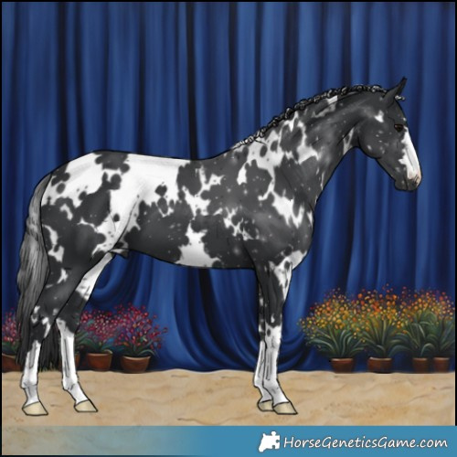 Horse Color:White Spotted Black 