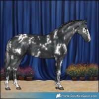 Horse Color:White Spotted Black 