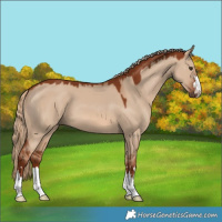 Horse Color:Red Dun