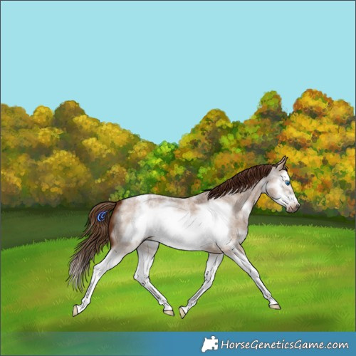 Horse Color:Gray Red Dun Roan Sabino Splash Frame Appaloosa 