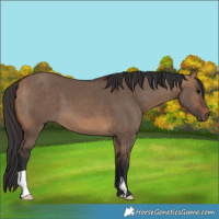 Horse Color:Bay Dun