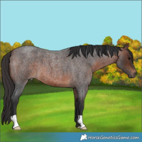 Horse Color:Brown Roan 