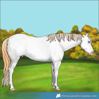 Horse Color:White Spotted Amber Cream Champagne Roan Dun Splash Frame Blanket