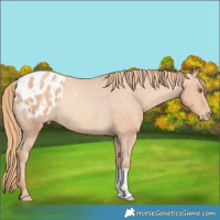 Horse Color:Gold Champagne Appaloosa Rabicano