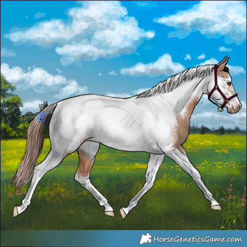 Horse Color:Red Dun Tobiano Frame 