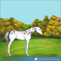 Horse Color:Black Splash Appaloosa Rabicano 