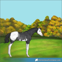 Horse Color:Black Splash Appaloosa Rabicano 