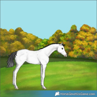 Horse Color:Blue Roan Splash Fewspot 