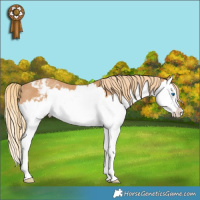 Horse Color:Chestnut Splash Snowcap Rabicano 
