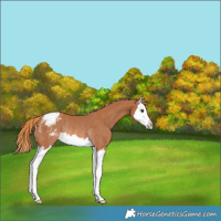 Horse Color:Chestnut Splash Snowcap Rabicano 