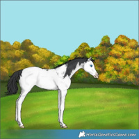 Horse Color:Black Splash Near Fewspot Rabicano 