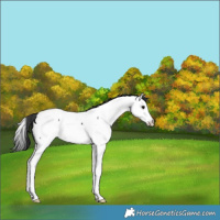 Horse Color:Black Splash Appaloosa 