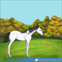 Horse Color:Black Splash Near Fewspot Rabicano 