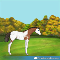 Horse Color:Bay Splash Appaloosa 