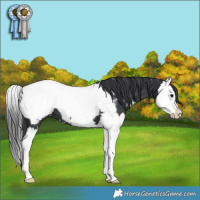 Horse Color:Black Splash Near Fewspot 