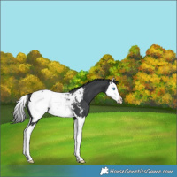 Horse Color:Black Splash Near Fewspot 