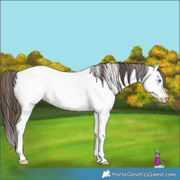 Horse Color:Bay Splash Fewspot 