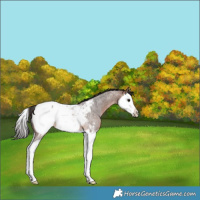 Horse Color:Brown Roan Splash Near Fewspot Rabicano 