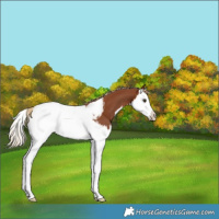 Horse Color:Chestnut Splash Appaloosa 
