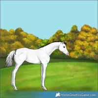 Horse Color:Bay Ice Roan Splash Appaloosa Rabicano 