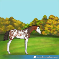 Horse Color:Bay Splash Appaloosa Rabicano