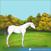 Horse Color:Bay Splash Appaloosa Rabicano 